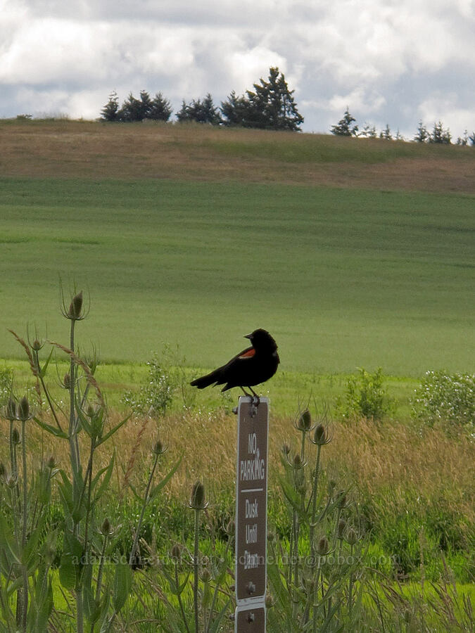 red-winged blackbird (Agelaius phoeniceus) [Baskett Slough NWR, Polk County, Oregon]