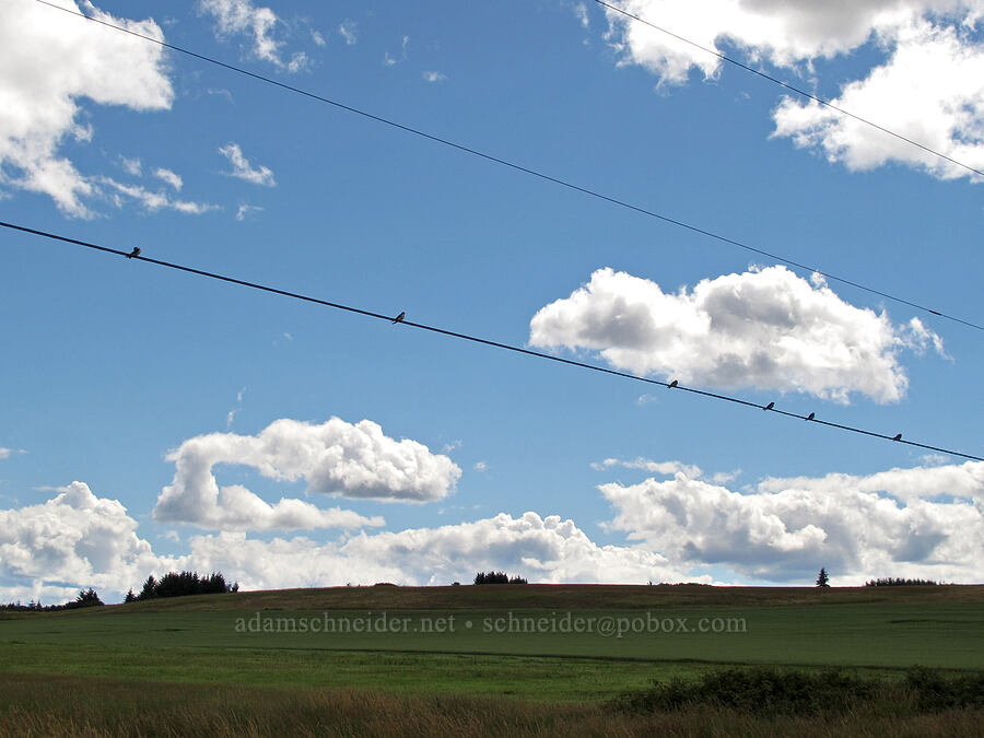 birds on a wire [Baskett Slough NWR, Polk County, Oregon]