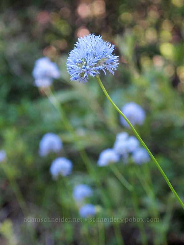 blue-head gilia (Gilia capitata) [Grassy Knoll Trailhead, Gifford Pinchot National Forest, Skamania County, Washington]