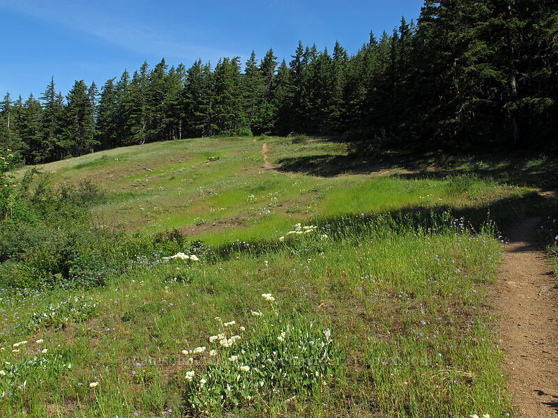 trailhead meadow [Grassy Knoll Trail, Gifford Pinchot National Forest, Skamania County, Washington]