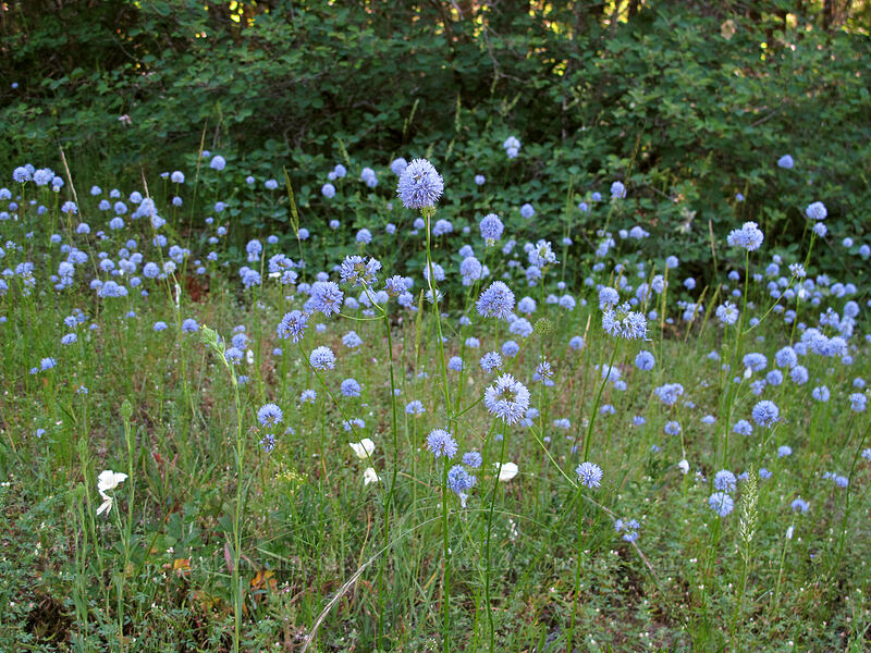 blue-head gilia (Gilia capitata) [Grassy Knoll Trail, Gifford Pinchot National Forest, Skamania County, Washington]
