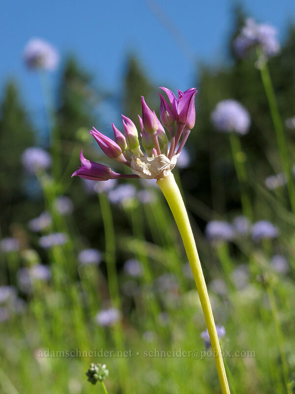 taper-tip onion & blue-head gilia (Allium acuminatum, Gilia capitata) [Grassy Knoll Trail, Gifford Pinchot National Forest, Skamania County, Washington]