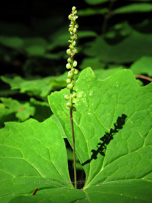 vanilla-leaf, going to seed (Achlys triphylla) [Grassy Knoll Trail, Gifford Pinchot National Forest, Skamania County, Washington]