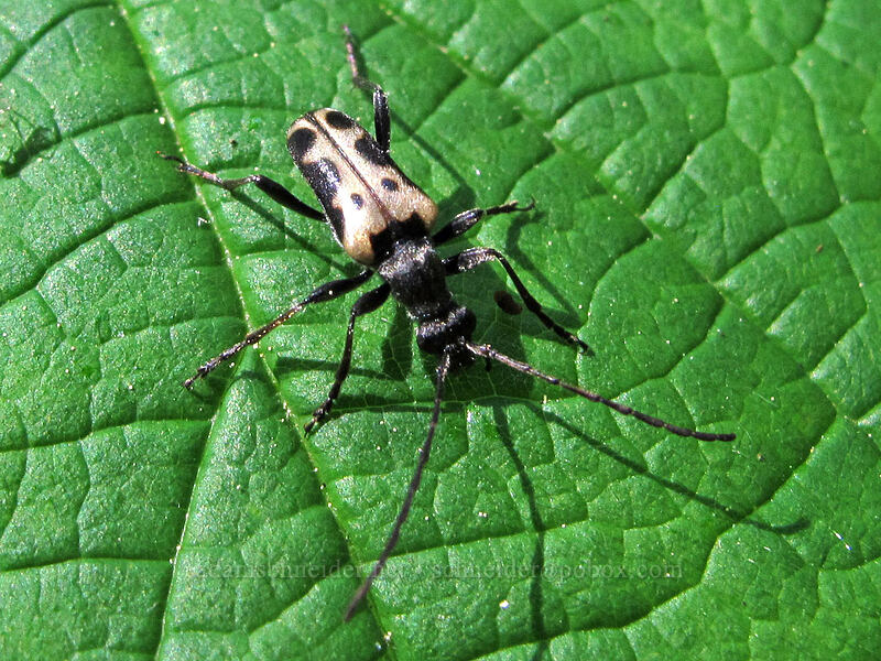 longhorn flower beetle (Evodinus monticola) [Grassy Knoll Trail, Gifford Pinchot National Forest, Skamania County, Washington]