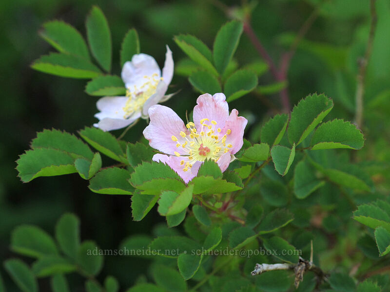 bald-hip rose (Rosa gymnocarpa) [Grassy Knoll Trail, Gifford Pinchot National Forest, Skamania County, Washington]