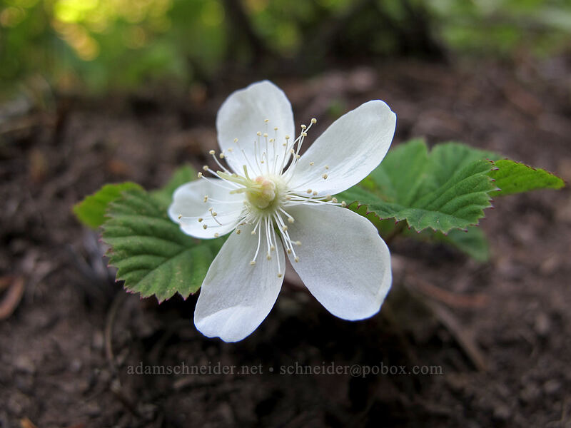 dwarf bramble (Rubus lasiococcus) [Grassy Knoll Trail, Gifford Pinchot National Forest, Skamania County, Washington]