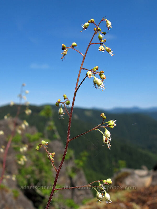 alpine alumroot (Heuchera glabra) [Grassy Knoll Trail, Gifford Pinchot National Forest, Skamania County, Washington]
