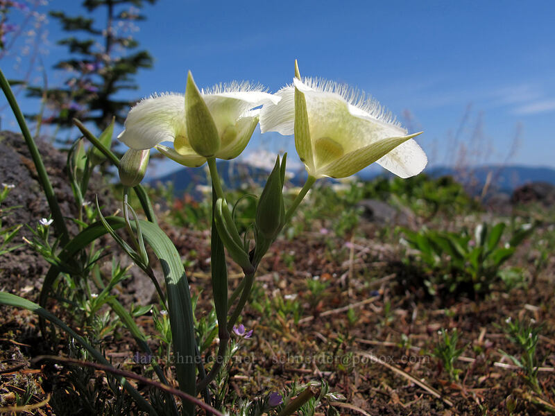 subalpine mariposa lily (Calochortus subalpinus) [Grassy Knoll Trail, Gifford Pinchot National Forest, Skamania County, Washington]