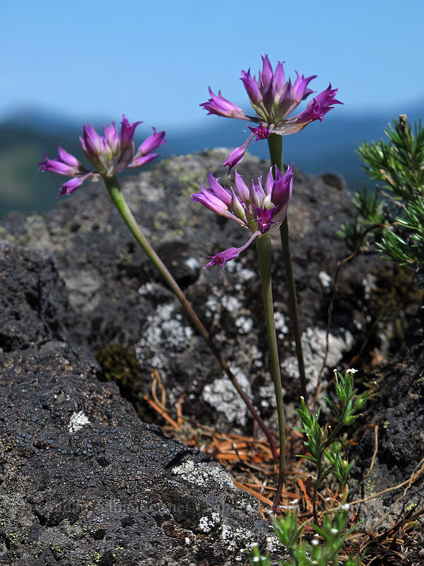 taper-tip onions (Allium acuminatum) [Grassy Knoll Trail, Gifford Pinchot National Forest, Skamania County, Washington]