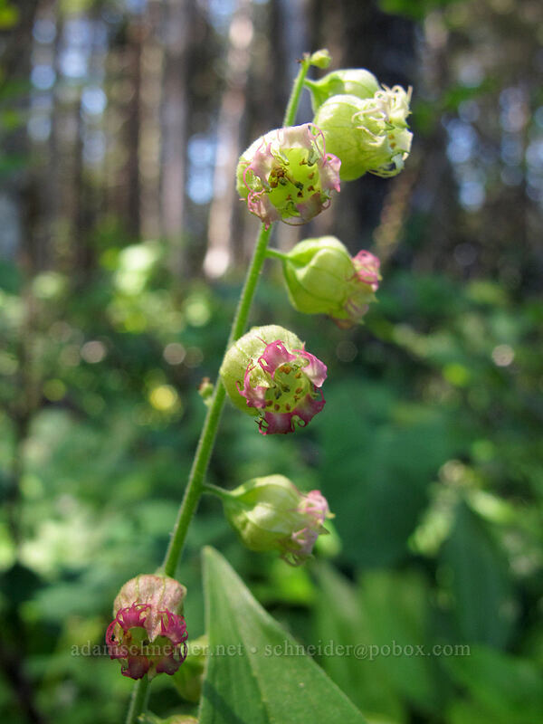 fringe cup (Tellima grandiflora) [Grassy Knoll Trail, Gifford Pinchot National Forest, Skamania County, Washington]