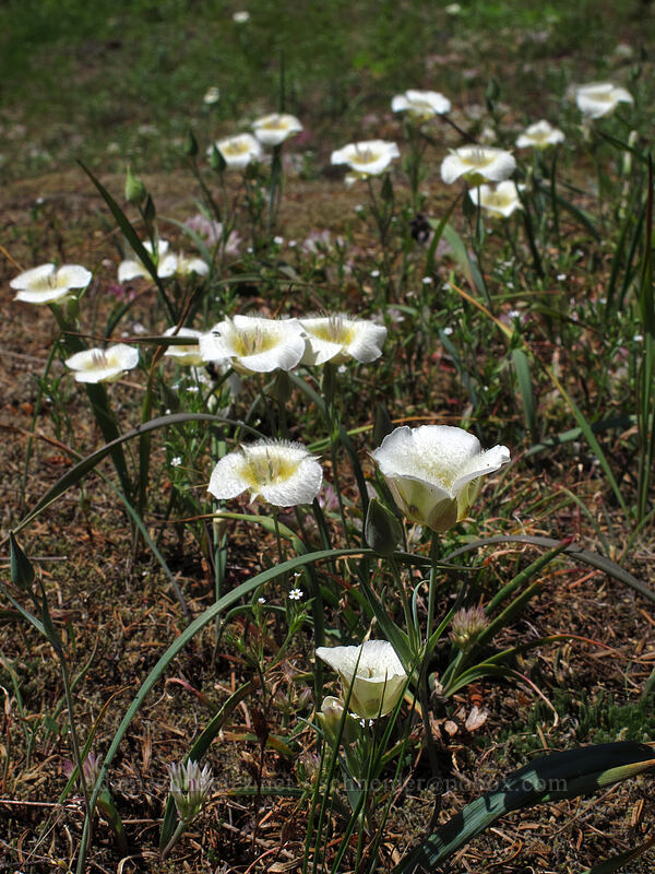 subalpine mariposa lilies (Calochortus subalpinus) [Grassy Knoll Trail, Gifford Pinchot National Forest, Skamania County, Washington]