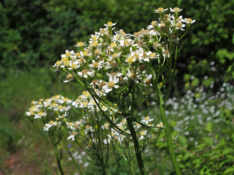 white western groundsel (Senecio integerrimus var. ochroleucus) [Grassy Knoll Trail, Gifford Pinchot National Forest, Skamania County, Washington]