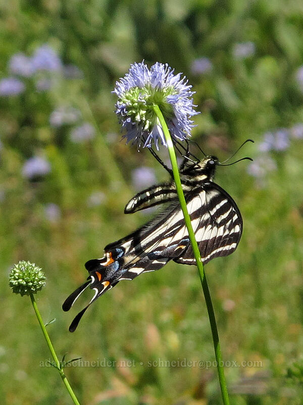 pale tiger swallowtail butterfly on blue-head gilia (Papilio eurymedon, Gilia capitata) [Grassy Knoll Trail, Gifford Pinchot National Forest, Skamania County, Washington]