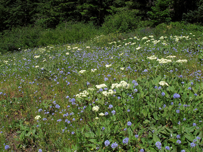 heart-leaf buckwheat & blue-head gilia (Eriogonum compositum, Gilia capitata) [Grassy Knoll Trail, Gifford Pinchot National Forest, Skamania County, Washington]