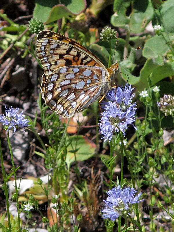 coronis fritillary butterfly on blue-head gilia (Speyeria coronis, Gilia capitata) [Grassy Knoll Trail, Gifford Pinchot National Forest, Skamania County, Washington]