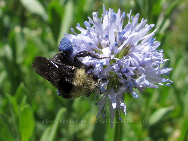 bumblebee on blue-head gilia (Gilia capitata) [Grassy Knoll Trail, Gifford Pinchot National Forest, Skamania County, Washington]