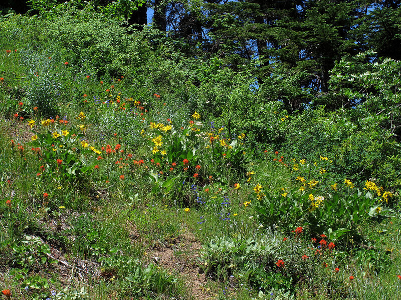 wildflowers (Balsamorhiza careyana, Castilleja sp., Penstemon subserratus) [Grassy Knoll Trail, Gifford Pinchot National Forest, Skamania County, Washington]