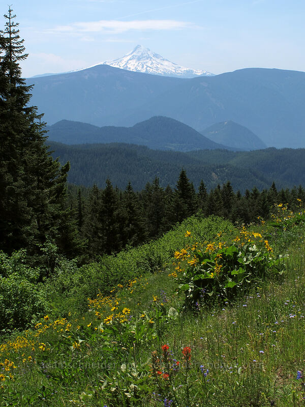 Mt. Hood & wildflowers (Balsamorhiza careyana, Castilleja hispida, Penstemon subserratus, Gilia capitata) [Grassy Knoll Trail, Gifford Pinchot National Forest, Skamania County, Washington]