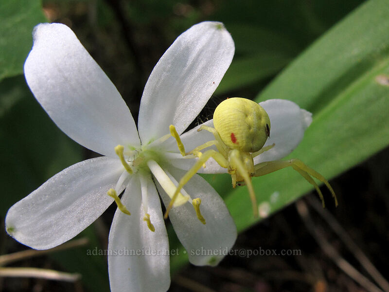 goldenrod crab spider on bead lily (Misumena vatia, Clintonia uniflora) [Grassy Knoll Trail, Gifford Pinchot National Forest, Skamania County, Washington]