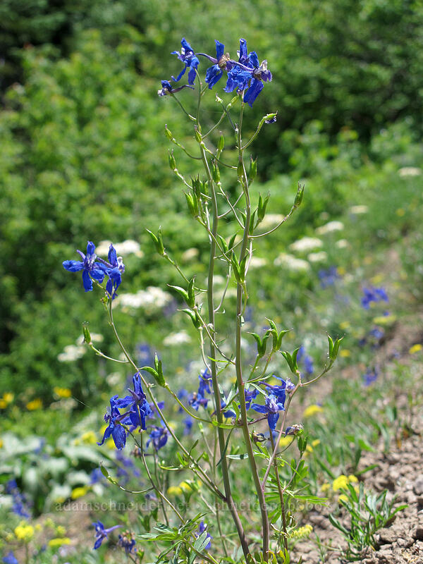 larkspur (Delphinium nuttallianum) [Grassy Knoll Trail, Gifford Pinchot National Forest, Skamania County, Washington]