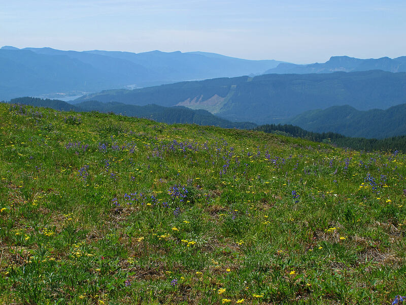summit wildflowers (Penstemon subserratus, Lomatium triternatum, Calochortus subalpinus) [Grassy Knoll, Gifford Pinchot National Forest, Skamania County, Washington]
