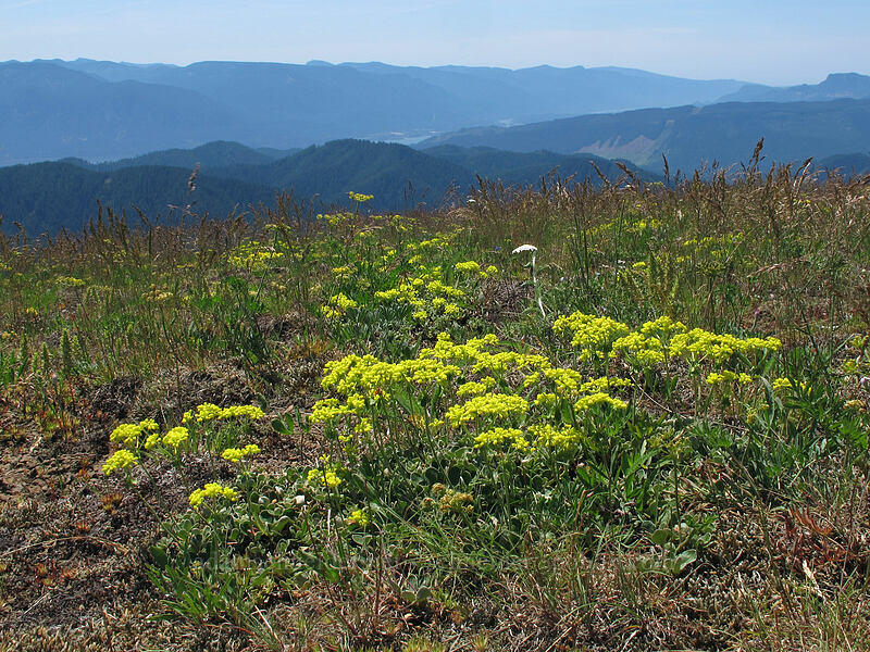 sulphur-flower buckwheat (Eriogonum umbellatum) [Grassy Knoll, Gifford Pinchot National Forest, Skamania County, Washington]
