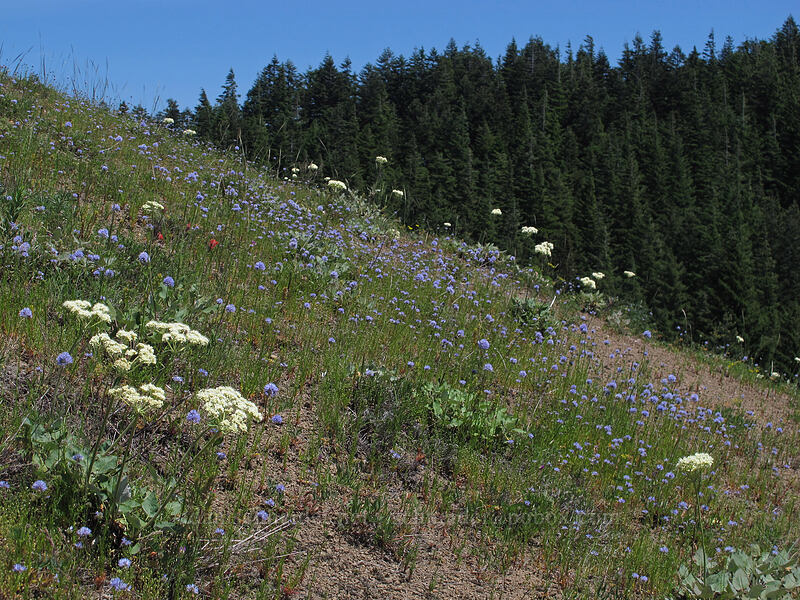 heart-leaf buckwheat & blue-head gilia (Eriogonum compositum, Gilia capitata) [Grassy Knoll, Gifford Pinchot National Forest, Skamania County, Washington]