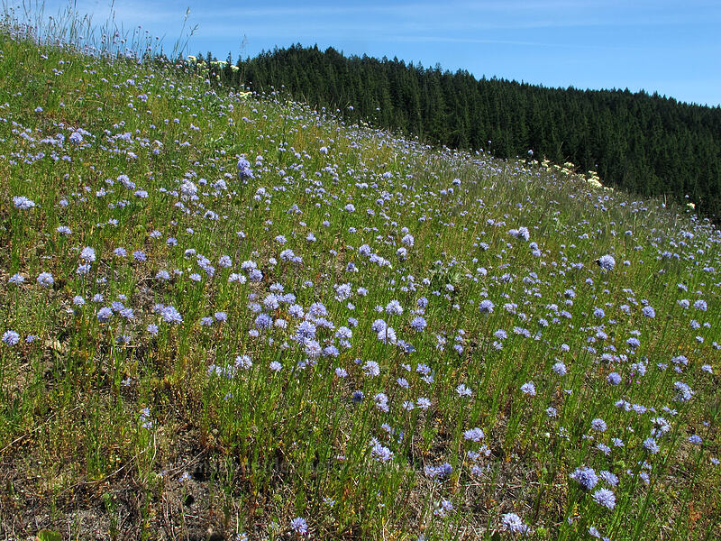 blue-head gilia (Gilia capitata) [Grassy Knoll, Gifford Pinchot National Forest, Skamania County, Washington]