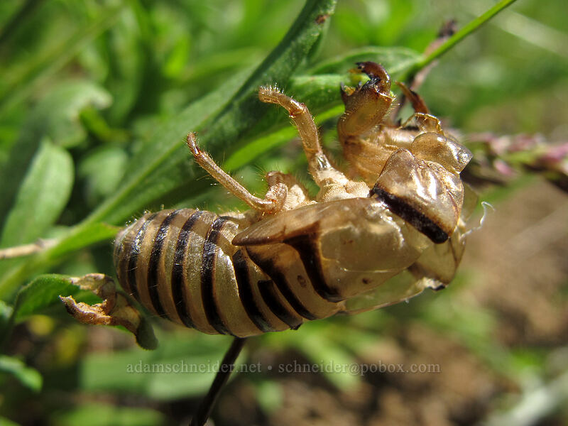 cicada exuvia (Okanagana sp.) [Grassy Knoll, Gifford Pinchot National Forest, Skamania County, Washington]