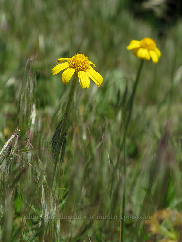 Oregon sunshine (Eriophyllum lanatum) [Grassy Knoll, Gifford Pinchot National Forest, Skamania County, Washington]