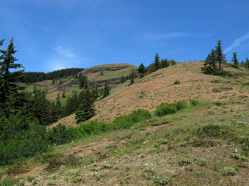 Grassy Knoll [Grassy Knoll, Gifford Pinchot National Forest, Skamania County, Washington]