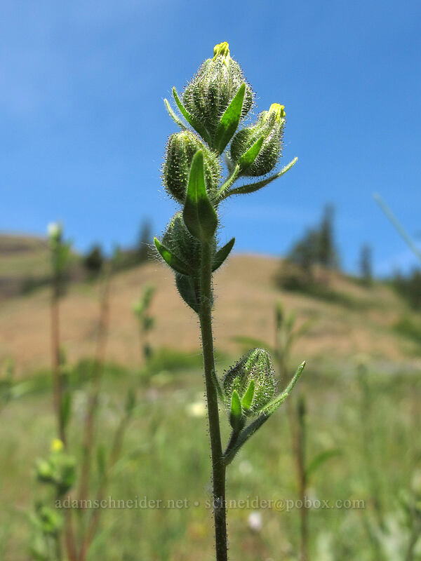 common tarweed (Madia gracilis) [Grassy Knoll, Gifford Pinchot National Forest, Skamania County, Washington]