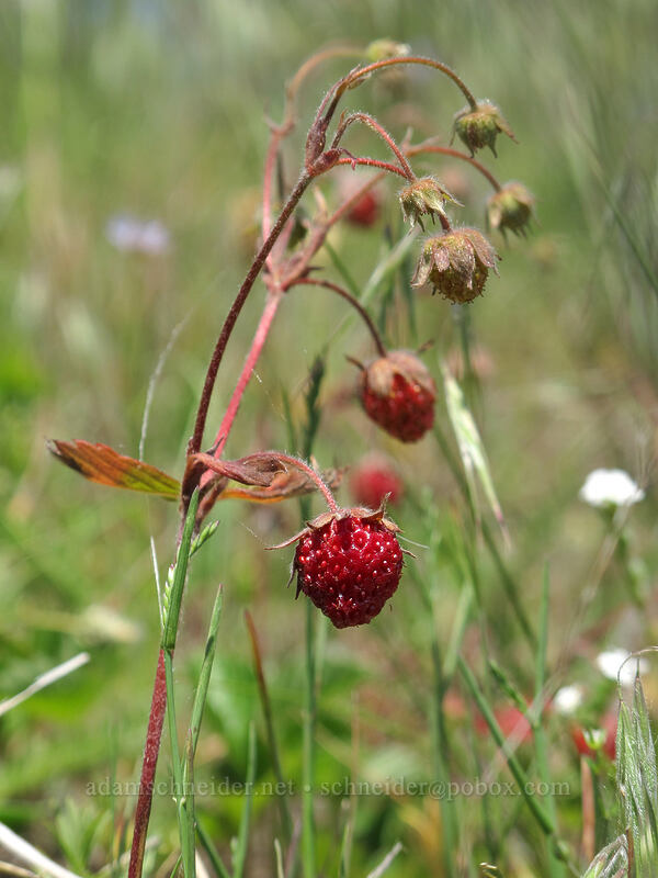 wild strawberries (Fragaria vesca) [Forest Road 68, Gifford Pinchot National Forest, Skamania County, Washington]