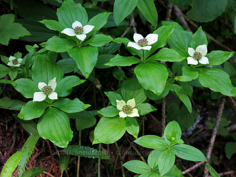 bunchberry flowers (Cornus unalaschkensis (Cornus canadensis)) [Tombstone Nature Trail, Willamette National Forest, Linn County, Oregon]