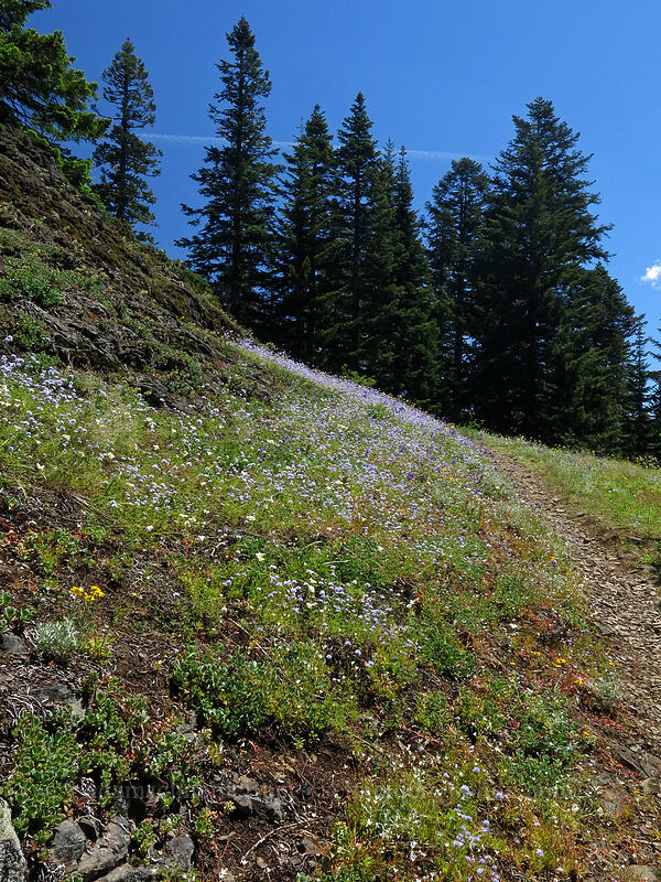 wildflowers (Gilia capitata, Calochortus subalpinus, Eriophyllum lanatum, Delphinium menziesii) [Cone Peak Trail, Willamette National Forest, Linn County, Oregon]