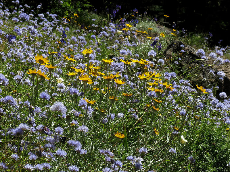 blue gilia & Oregon sunshine (Gilia capitata, Eriophyllum lanatum) [Cone Peak Trail, Willamette National Forest, Linn County, Oregon]