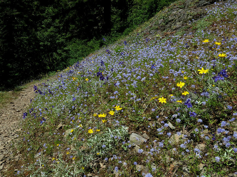 blue gilia, Oregon sunshine, & larkspur (Gilia capitata, Eriophyllum lanatum, Delphinium menziesii) [Cone Peak Trail, Willamette National Forest, Linn County, Oregon]