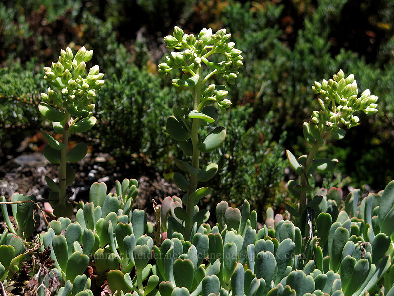 creamy stonecrop (Sedum oregonense) [Cone Peak Trail, Willamette National Forest, Linn County, Oregon]