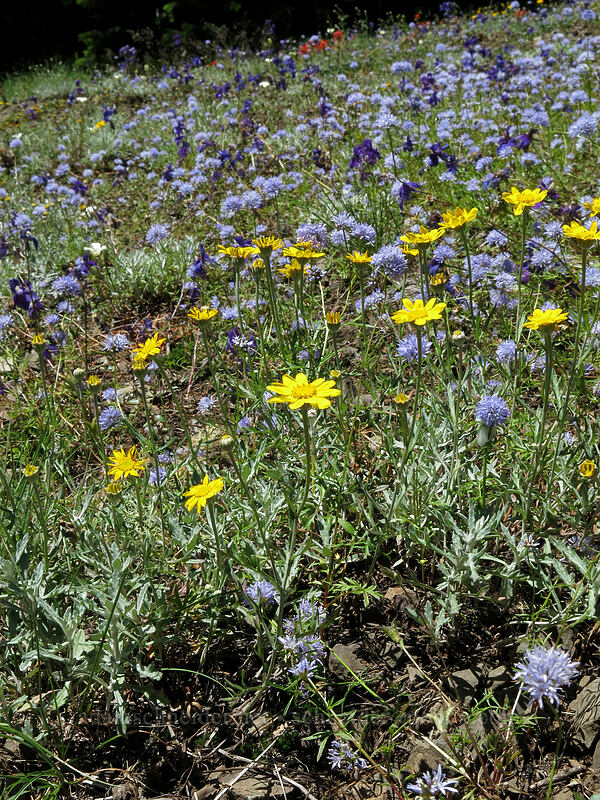 Oregon sunshine, blue gilia, & larkspur (Eriophyllum lanatum, Gilia capitata, Delphinium menziesii) [Cone Peak Trail, Willamette National Forest, Linn County, Oregon]