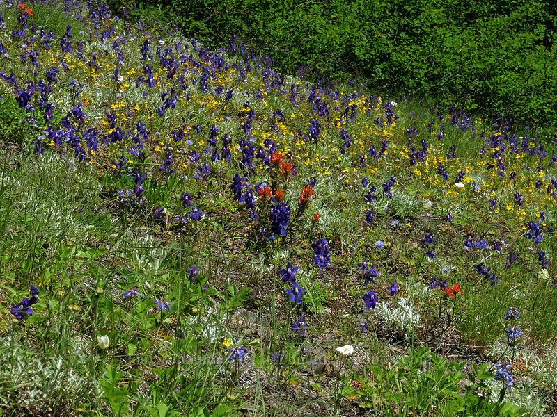 wildflowers (Castilleja hispida, Delphinium menziesii, Penstemon procerus, Erythranthe guttata (Mimulus guttatus)) [Cone Peak Trail, Willamette National Forest, Linn County, Oregon]