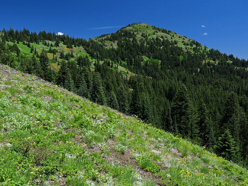 South Peak [Cone Peak Trail, Willamette National Forest, Linn County, Oregon]