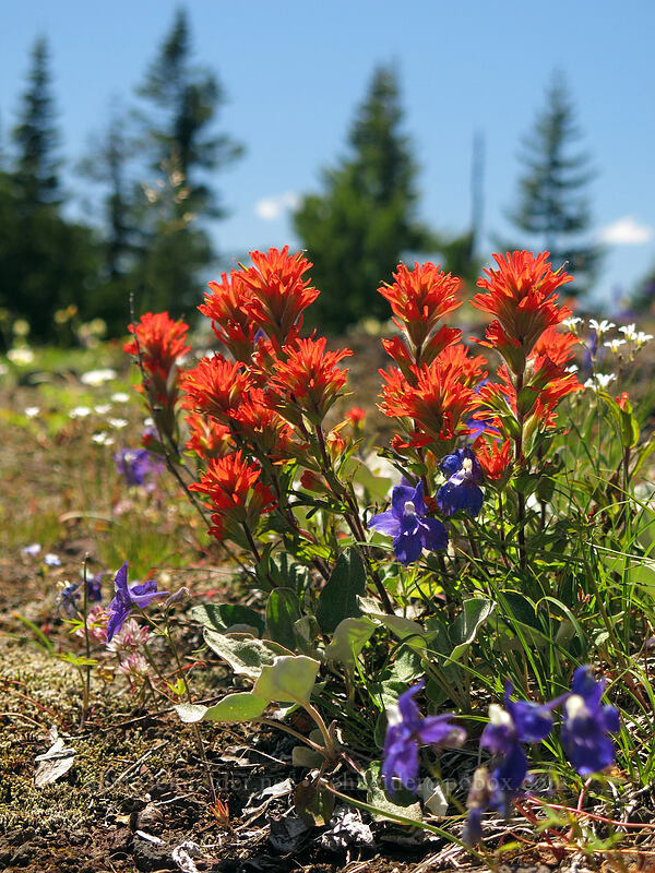 harsh paintbrush & larkspur (Castilleja hispida, Delphinium menziesii) [Cone Peak Trail, Willamette National Forest, Linn County, Oregon]