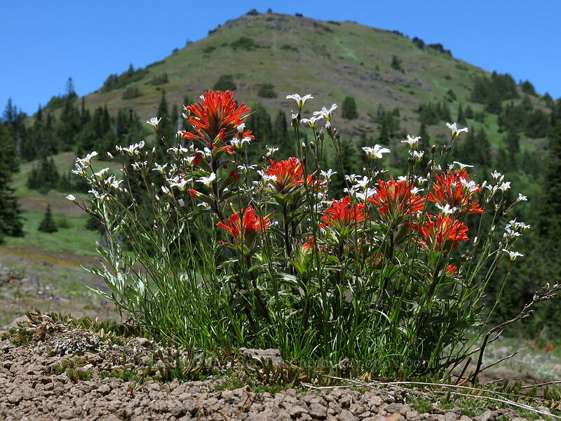 paintbrush, sandwort, & Cone Peak (Castilleja hispida, Eremogone capillaris (Arenaria capillaris)) [Cone Peak Trail, Willamette National Forest, Linn County, Oregon]