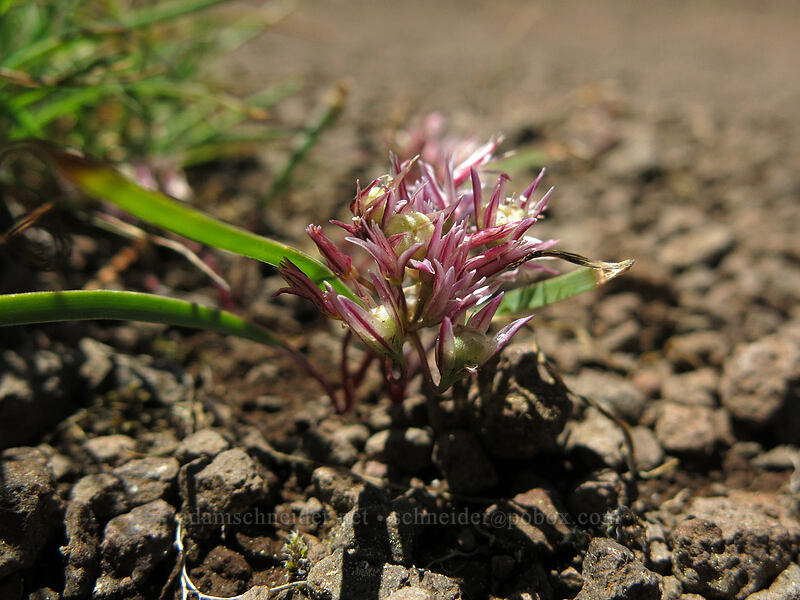 scalloped onion, going to seed (Allium crenulatum) [Cone Peak Trail, Willamette National Forest, Linn County, Oregon]