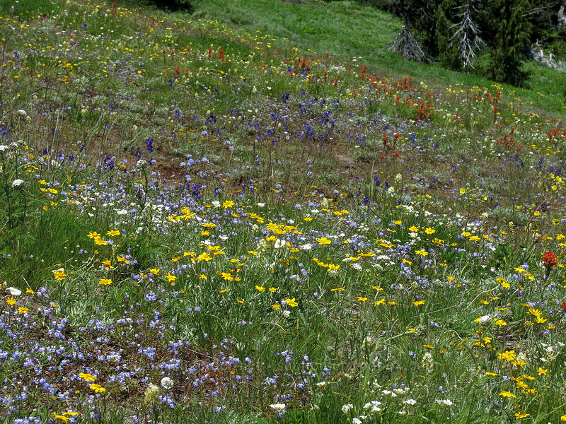wildflowers (Gilia capitata, Eriophyllum lanatum, Delphinium menziesii, Calochortus subalpinus, Castilleja sp.) [Cone Peak Trail, Willamette National Forest, Linn County, Oregon]