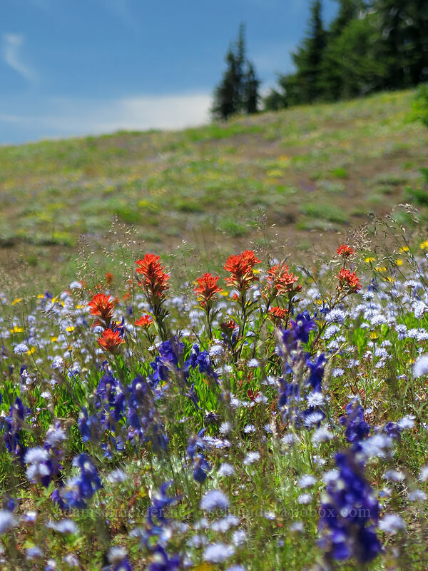 wildflowers (Castilleja hispida, Delphinium menziesii, Gilia capitata, Eriophyllum lanatum) [Cone Peak Trail, Willamette National Forest, Linn County, Oregon]