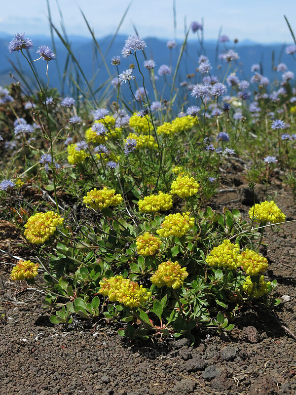 sulphur flower & blue gilia (Eriogonum umbellatum var. haussknechtii (Eriogonum haussknechtii), Gilia capitata) [Cone Peak Trail, Willamette National Forest, Linn County, Oregon]