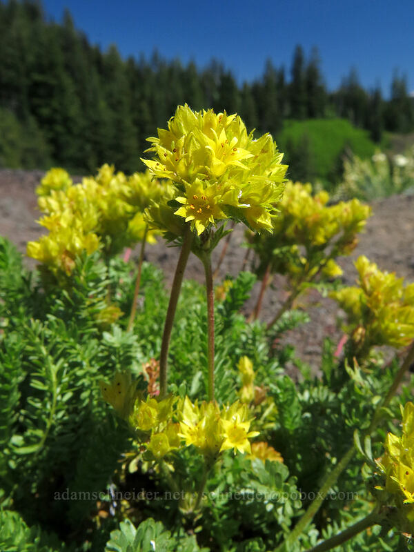 Gordon's alpine ivesia (Ivesia gordonii var. alpicola) [Cone Peak Trail, Willamette National Forest, Linn County, Oregon]