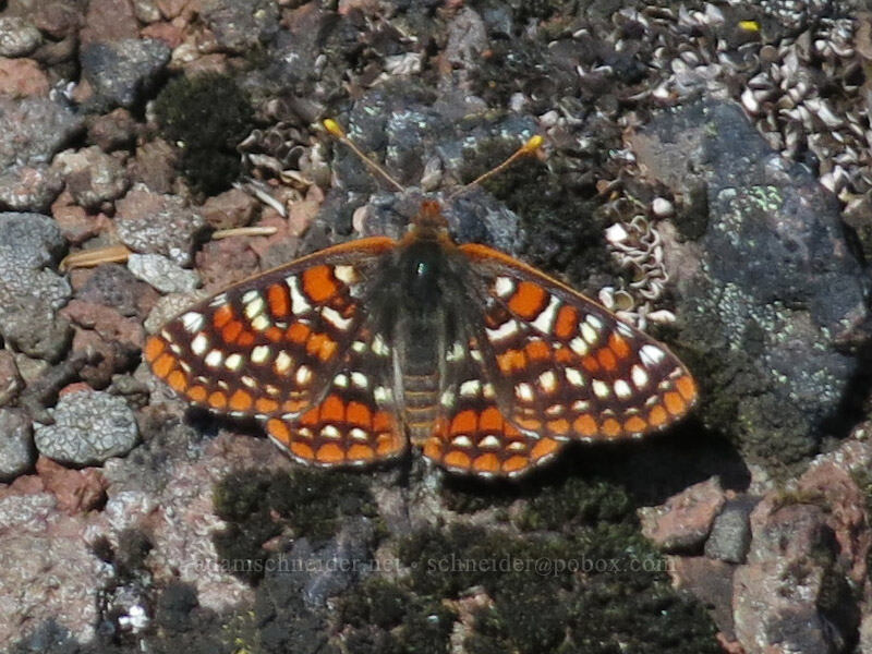 Edith's checkerspot butterfly (Euphydryas editha) [Cone Peak Trail, Willamette National Forest, Linn County, Oregon]