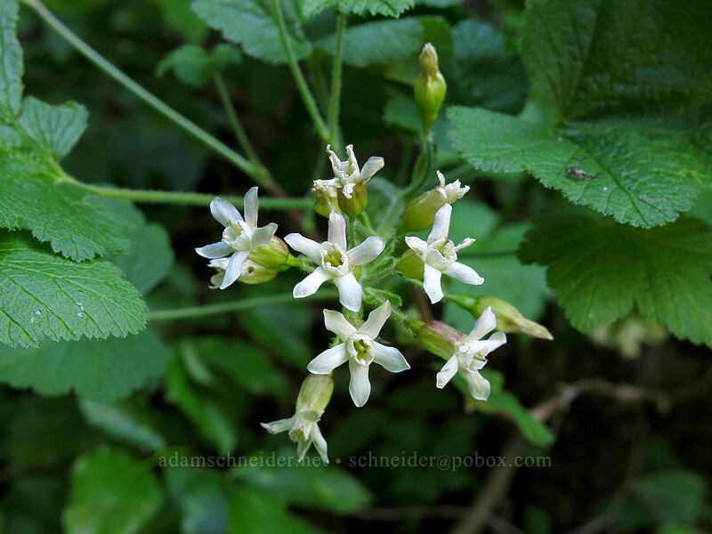 sticky currant (Ribes viscosissimum) [Cone Peak Trail, Willamette National Forest, Linn County, Oregon]